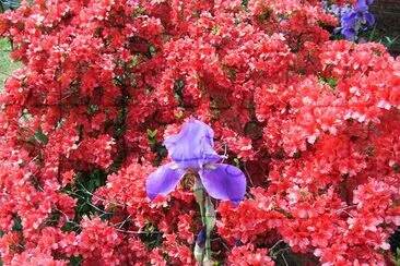 Azalea and Iris (sumbitted by Mike Pierce) jigsaw puzzle