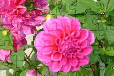 Pink Dahlia (sumbitted by Vasanthi Gaitonde) jigsaw puzzle