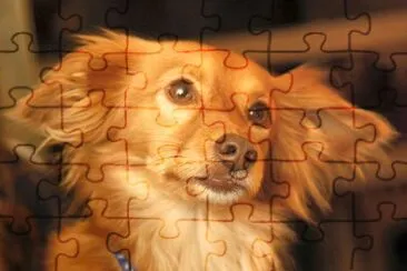 Joey (user submitted - Etai) jigsaw puzzle