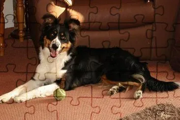 Border Collie (Submitted by linette cuthbert) jigsaw puzzle