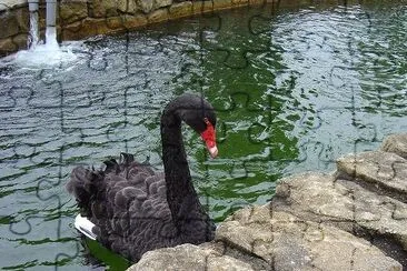 Black Swan at Colmar, Bukit Tingii (Inserito da Vasanthi Gaitonde)