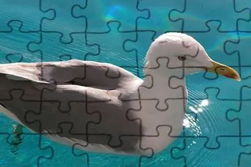 Seagull jigsaw puzzle