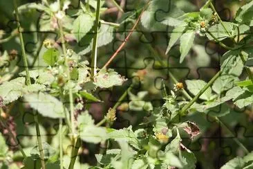 Plant jigsaw puzzle