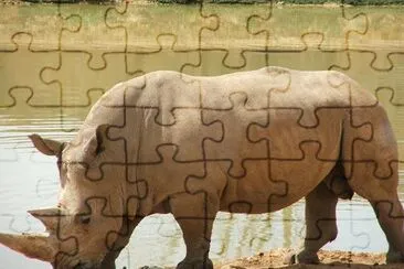 Rhinocerus jigsaw puzzle