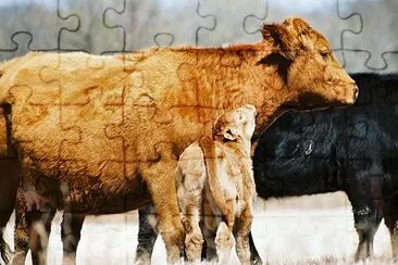 Cows jigsaw puzzle