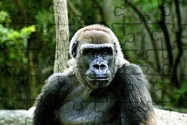 Gorilla