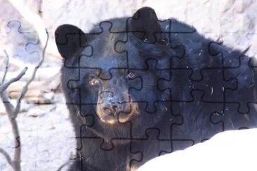 Bear  jigsaw puzzle