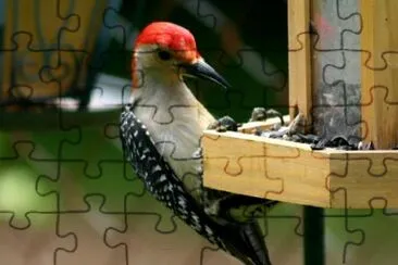 Woodpecker jigsaw puzzle