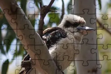 Bird jigsaw puzzle