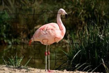 Flamingo jigsaw puzzle