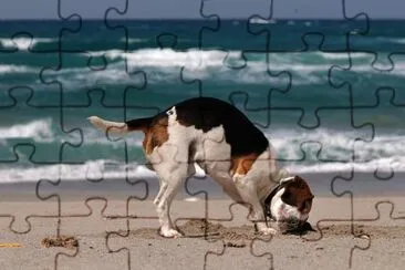 Beagle Dog jigsaw puzzle