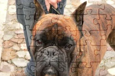 A boxer dog jigsaw puzzle