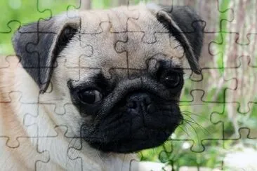 Pug Puppy jigsaw puzzle