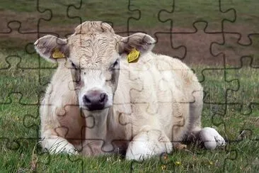 Cow jigsaw puzzle