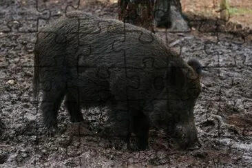 Wild Boar jigsaw puzzle