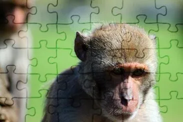 A rhesus monkey. jigsaw puzzle