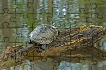 Turtle on cypress log jigsaw puzzle