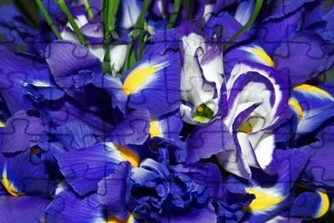 Blue Iris jigsaw puzzle