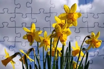 Daffodils jigsaw puzzle