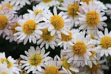 Daisies jigsaw puzzle