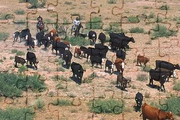 Round up cattle jigsaw puzzle