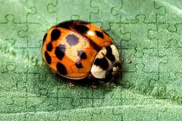 The Asian multicolored lady beetle jigsaw puzzle