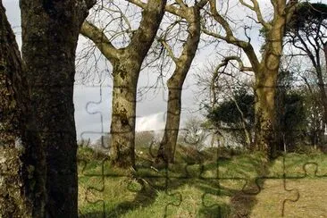 Wood in West Cork Ireland, Cork, Ireland jigsaw puzzle