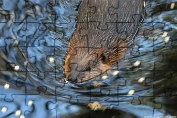 Rodent jigsaw puzzle