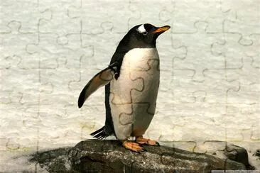 Pinguin