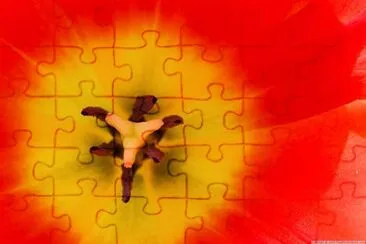 Tulip jigsaw puzzle