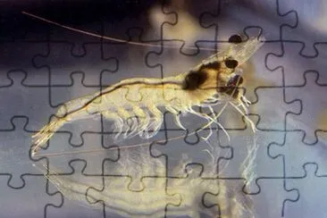 A young shrimp, Penaeus vannamei jigsaw puzzle