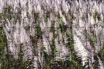 Caña de azúcar con borlas que crece cerca de Canal Point, Florida