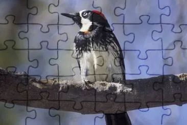 Acorn woodpecker jigsaw puzzle