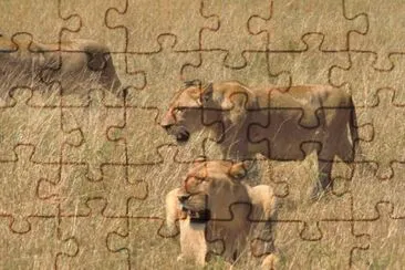 African Lions jigsaw puzzle