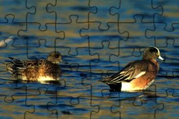 American wigeon -pair jigsaw puzzle