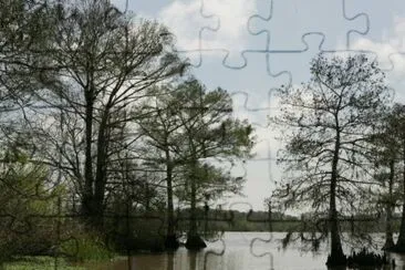 Bald cypress and open water jigsaw puzzle