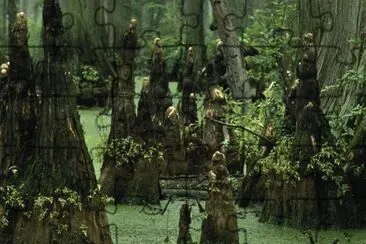 Bald cypress knees rising from swamp water jigsaw puzzle