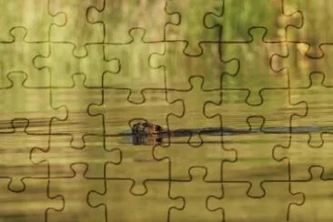 Beaver on Kanuti Lake jigsaw puzzle