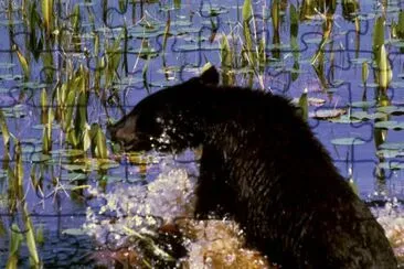 Black Bear Cub jigsaw puzzle