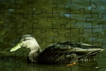 Black duck jigsaw puzzle