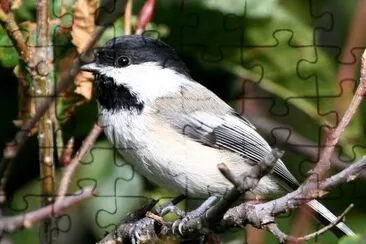 Black-capped chickadee jigsaw puzzle