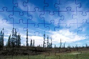 Bog and Sporadic Spruce jigsaw puzzle