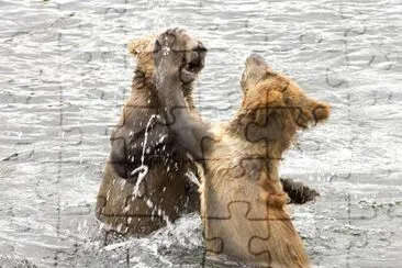 Brown bear cubs playing in water jigsaw puzzle