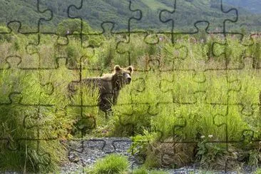 Brown bear in tall grass jigsaw puzzle