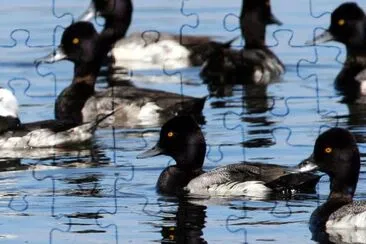 Bufflehead and greater scaup jigsaw puzzle