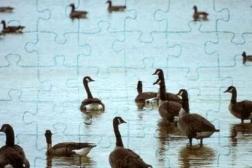 Canada geese at an Ohio wetland area jigsaw puzzle