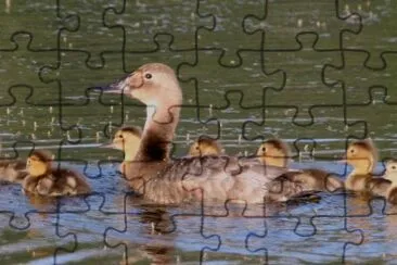 Canvasback brood jigsaw puzzle