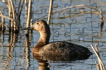 Canvasback hen jigsaw puzzle