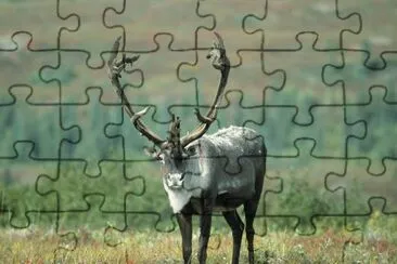 Caribou jigsaw puzzle