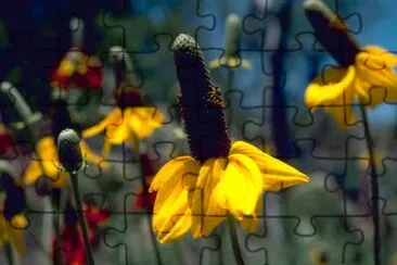 Coneflowers jigsaw puzzle